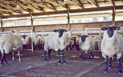 Ridgeways’ Expanded Metal Mesh Sheep Flooring
